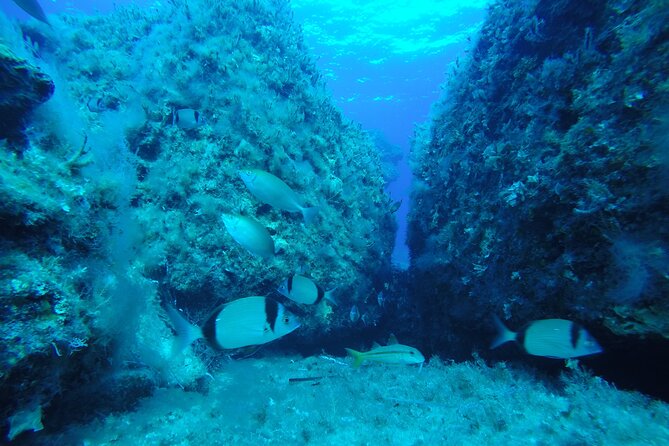 90-Minutes Glass Bottom Trip With Quick Dip - Stop 1: The Vera K shipwreck, seen through the glass