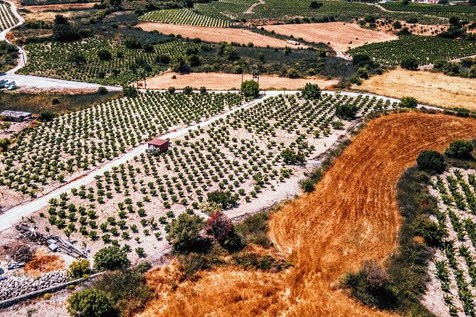 Afternoon Tour to Agios Neophytos Monastery with Wine Tasting - How the 2:00 PM Schedule Actually Fits Your Day