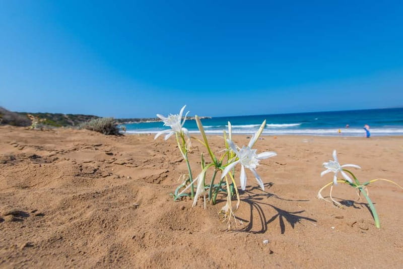 Akamas Jeep Safari Tour from Paphos - How long is it really, and why 4 to 10 hours can feel different