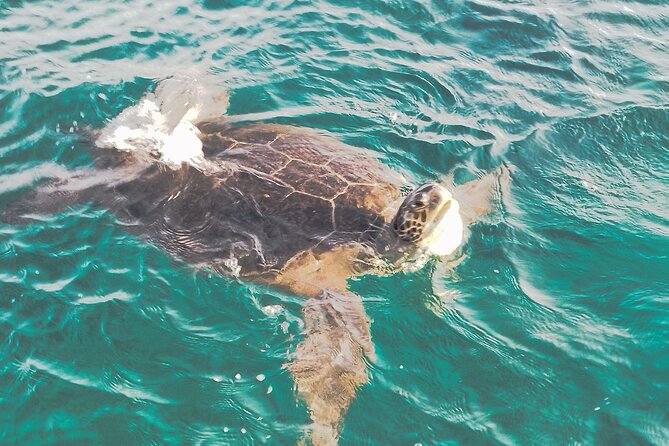 Atlantis Turtle Watching Cruise & Snorkelling Adventure - Paphos Turtle Watching That Fits a Real Day