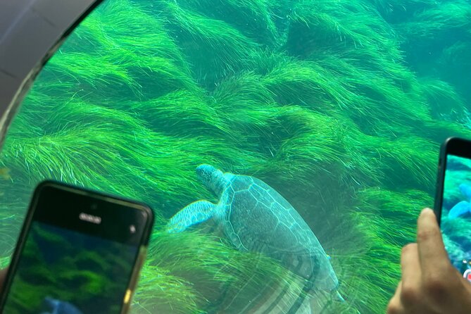 Atlantis Turtle Watching Cruise & Snorkelling Adventure - What Turtle Watching Feels Like When the Crew Keeps You Moving