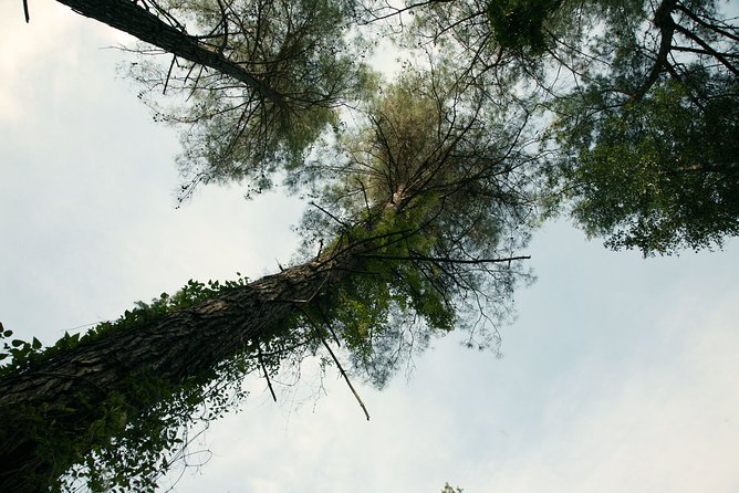Beauty, Nature and Charm of Troodos Mountains from Paphos - Stop Two: Lambouri Winery and the Free Tasting Benefit