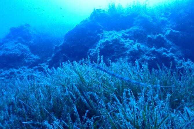 Beginners Discover Scuba Diving By Boat, Best Spot In Cyprus - Marine Life at Blue Lagoon: Why the Spot Works for First-Timers