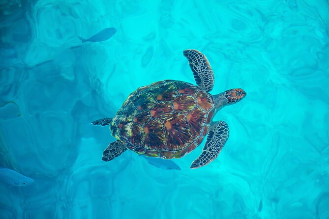 Blue Lagoon/Akamas: Adults Sunset with Food, Open Bar & Transfer - Blue Lagoon swim time: how to use your 90 minutes well