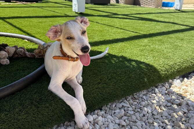 Coffee Cake and Cuddles with Rescue Puppies in a Sea View Villa - Key Highlights Worth Planning For