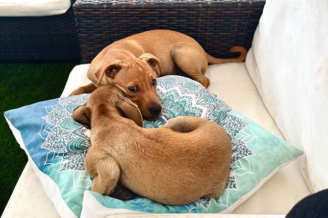 Coffee Cake and Cuddles with Rescue Puppies in a Sea View Villa - Sea Views and Villa Time: Why the Setting Matters