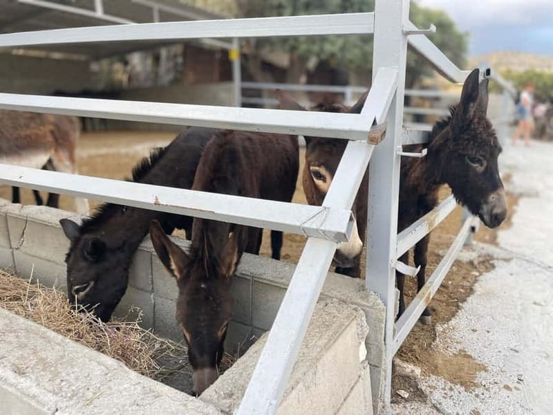 Cypriot Traditions and Donkey Adventures - Halloumi live show and olive bread: the program’s main “hands-on” backbone