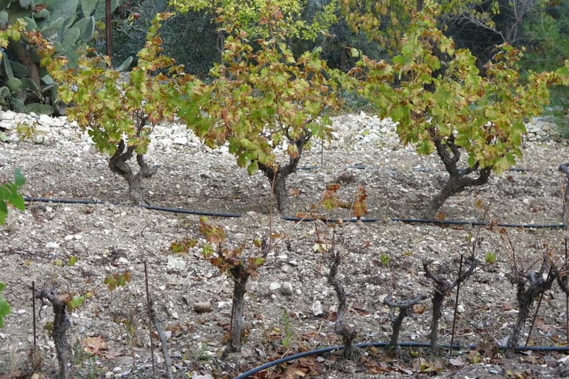 Cyprus: Troodos Mountain Food & Wine Tasting Tour with Lunch - How the tasting stops work: not just samples, but the makers’ process