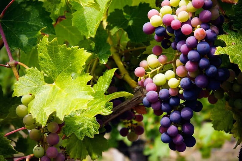 Cyprus: Troodos Mountain Wine Tour with a Local - Troodos Mountain Wine Tour at a Glance
