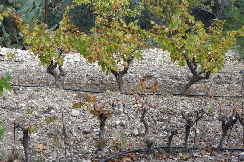 Cyprus: Troodos Mountain Wine Tour with a Local - Comfort Tips That Make the Day Smoother