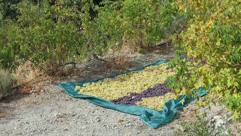 Cyprus: Troodos Mountains Villages and Wineries Tour - Getting picked up and pointed toward the mountains
