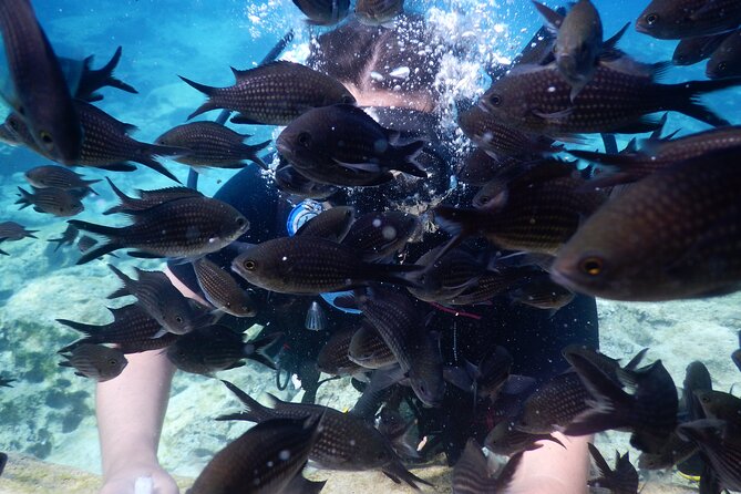 Discover Scuba Diving - Price and Logistics: The Real Value in a Private Session