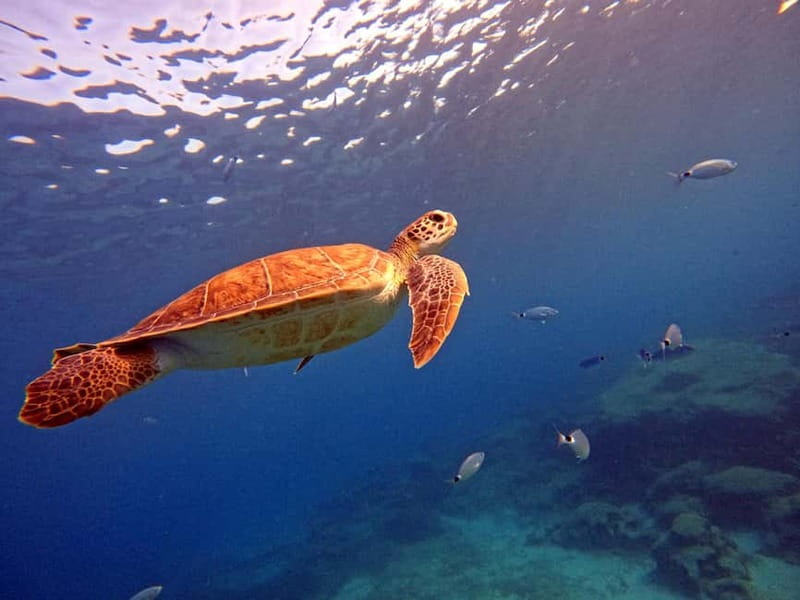 Discover Scuba Diving Experience - Fish Rock feeding and Ancient Greek statue photos