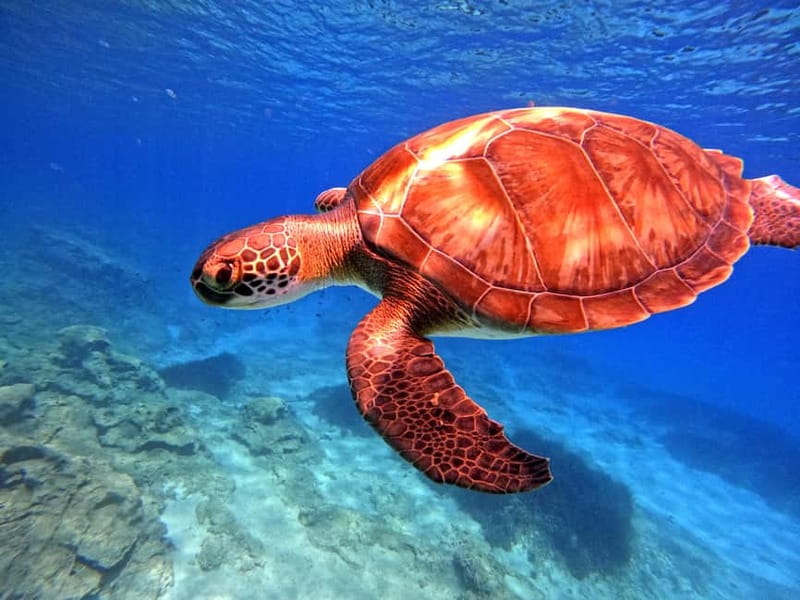 Discover Scuba Diving Experience - Small group limits (10 max) for better attention