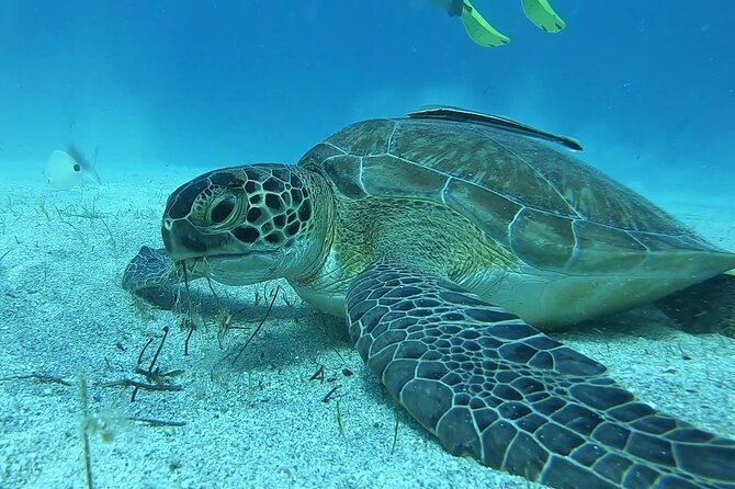 Discover SCUBA Diving with Pissouri Bay Divers - Key highlights worth planning for