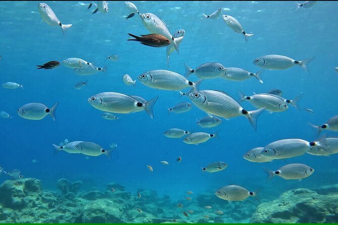 Discover SCUBA Diving with Pissouri Bay Divers - DSD in Limassol: Your 4-Hour Plan with Pissouri Bay Divers