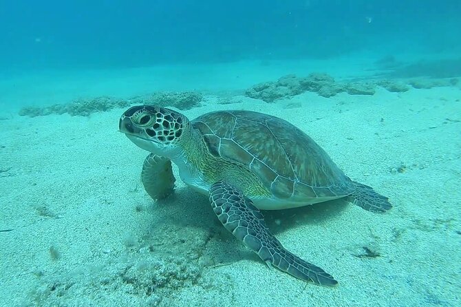 Discover SCUBA Diving with Pissouri Bay Divers - Gear Setup and the Shallow Skills Practice (Tara’s patient approach)