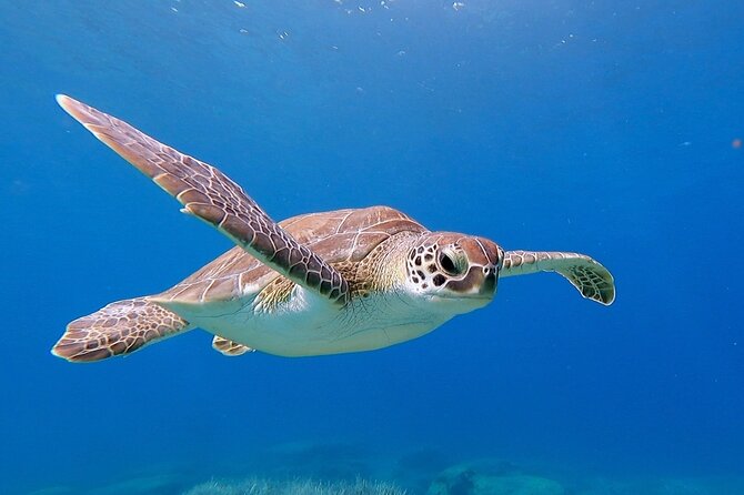 Diving for licensed divers - Key Things I’d Prioritize Before You Book