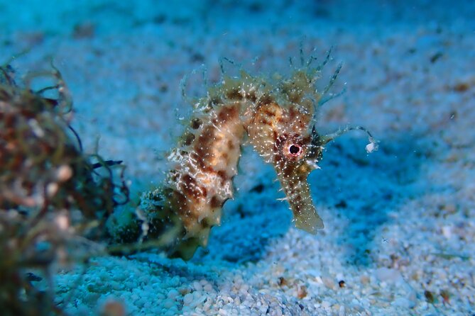 Diving for licensed divers - Getting Ready for Two Underwater Sessions in Protaras