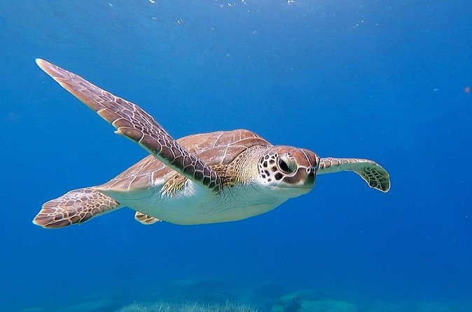 Diving for licensed divers - Price Value: What $132.45 Buys You (and What to Watch)
