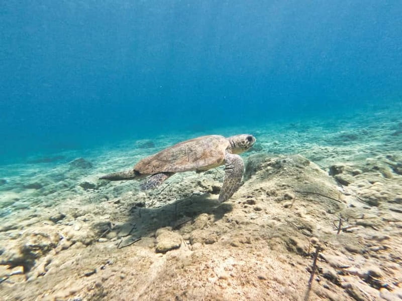 FROM PAPHOS: Snorkeling at the Marine Park (shore) - Marine Life Expectations: Fish, Seasonal Turtles, and Amphorae With Residents