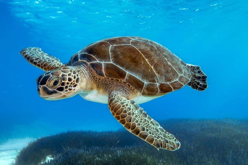 From Protaras: Cruise to Blue Lagoon, Turtle Cove & Sea Cave - Key Things to Know Before You Go
