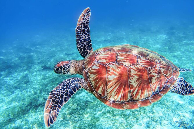 From Protaras: Turtle Cove & Blue Lagoon Cruise - Konnos Bay turtle stop: swim time, no headfirst entries, bring snorkel