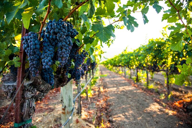 Full Day Private Cyprus Wine Tour from Alaminos - Private Pickup From Alaminos, With Real Time to Enjoy It