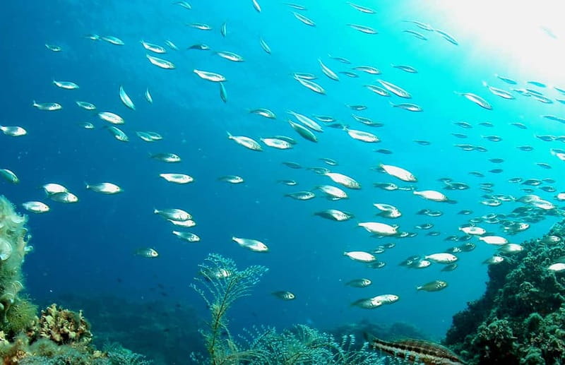 Green Bay Cyprus - Scuba diving - Guided Dive or Try Dive - Key highlights that matter in real life