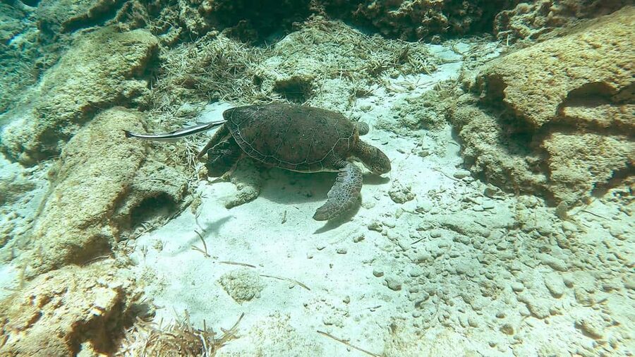 Green Bay Cyprus - Scuba diving - Guided Dive or Try Dive - Gear, timing, and what happens before you’re actually in the water