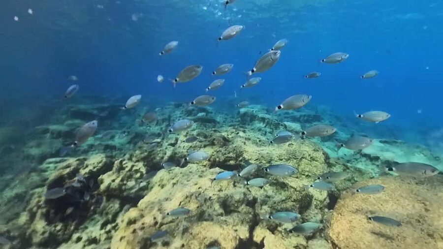 Green Bay Cyprus - Scuba diving - Guided Dive or Try Dive - Underwater sculpture park plus marine life, the real reasons you’ll remember this