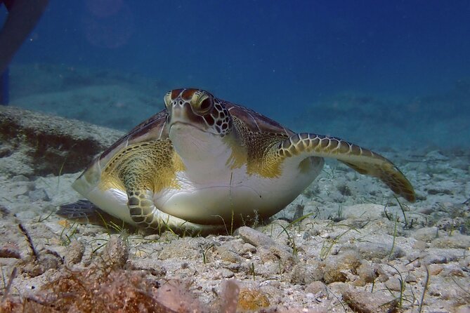 Guided snorkeling trip to the turtles in Protaras - Key things to know before you snorkel the turtles in Protaras