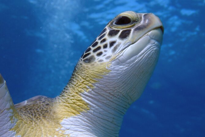 Guided snorkeling trip to the turtles in Protaras - Protaras sea turtles at Green Bay Beach: the real draw