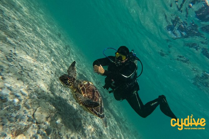 Half-Day Scuba Diving Tour - Discover Scuba Diving! - The big value: a first-timer setup that feels guided, not random
