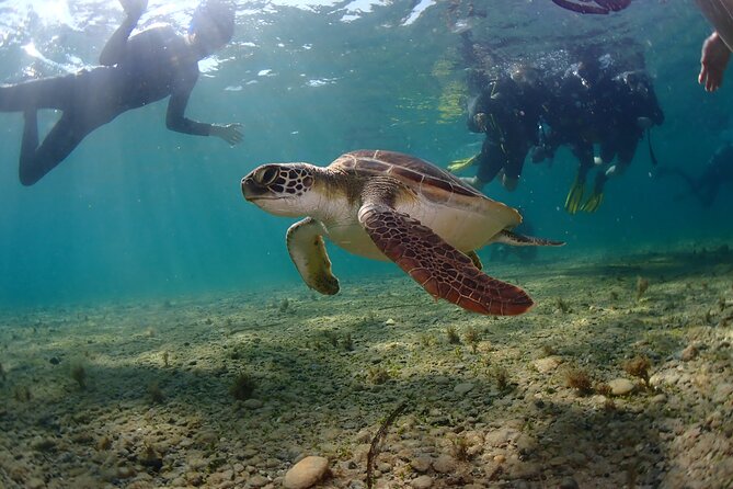 Half-Day Scuba Diving Tour - Discover Scuba Diving! - Pool skills first: breathing, confidence, and what heavy gear feels like