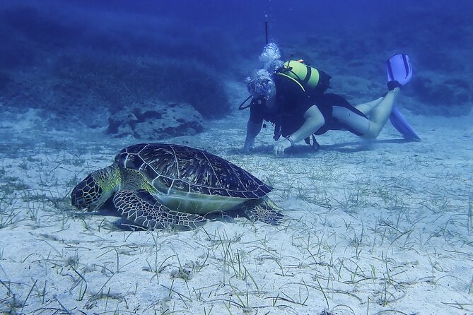 Introductory diving in small groups - Marine life expectations in the Mediterranean, and how to enjoy it anyway