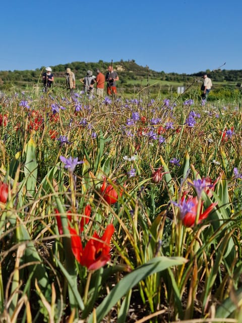 Jeep safari to troodos from Paphos in English in French too - The Guide’s Flora and Fauna Angle (Why It Feels More Than Scenic)