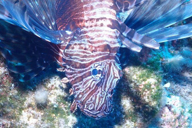 Jubilee Shoals guided boat dives - Jubilee Shoals: what makes this Pissouri boat outing special