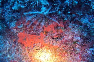 Jubilee Shoals guided boat dives