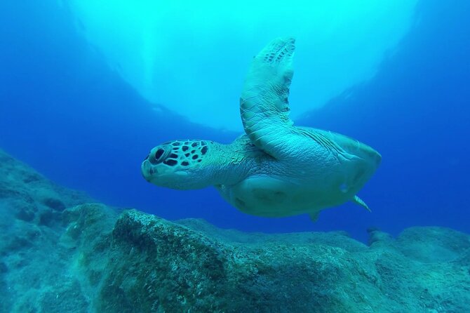 Jubilee Shoals guided boat dives - Price and value: is $192.66 worth it?