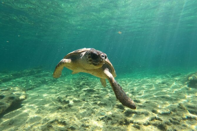 Lara Bay & Adonis Falls Quad & Buggy Tour - Lara Bay Turtle Conservation Station: The Swim Stop You’ll Remember