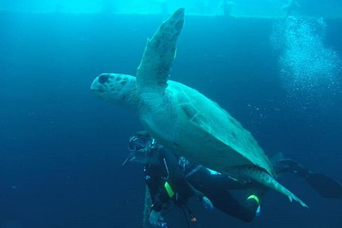 Larnaca Private Zenobia Beginners Divers - Zenobia Wreck in Larnaca: why this site is such a smart match for beginners