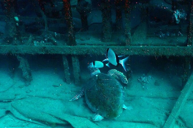 Larnaca Private Zenobia Beginners Divers - Your private session at the Zenobia Wreck: what to expect on the water