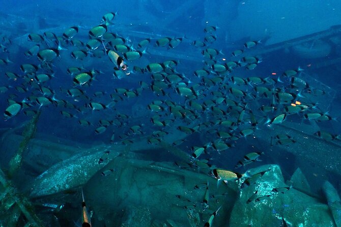 Larnaca Private Zenobia Beginners Divers - Photos and videos: included, but manage the time tradeoff