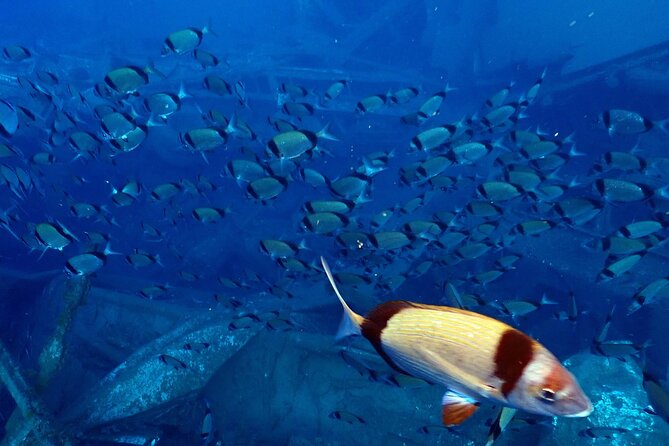 Larnaca Private Zenobia Beginners Divers - Who should book this Zenobia beginners wreck session