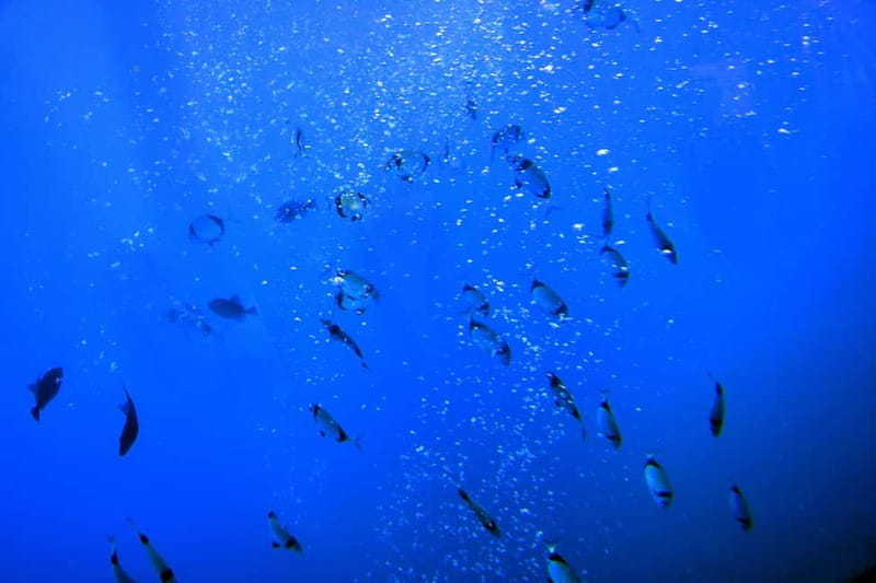 Larnaca: Yellow Submarine Swim Cruise with Unlimited Drinks - The underwater glass-bottom cabin: your anti-sunburn, pro-wreck setup