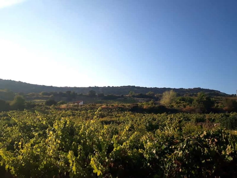 Limassol, Omodos & Wine Tasting Tour - Lunch at a Family-Owned Taverna in Omodos