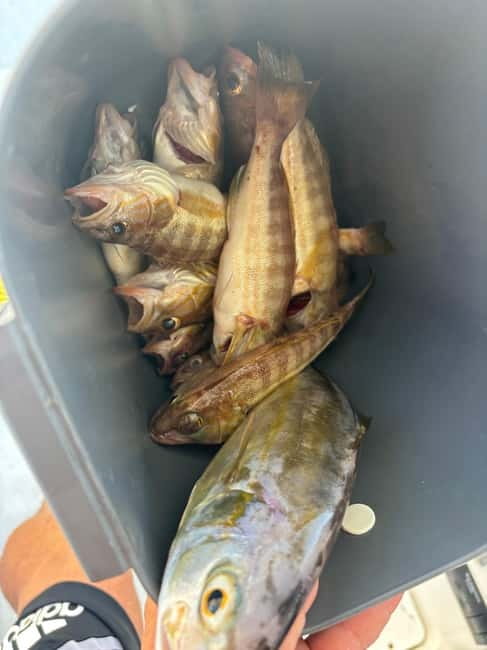 Limassol: Snorkeling trip in Limassol - Should You Book This Limassol Snorkeling Trip?