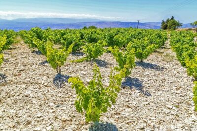 Local Wineries Tour with Wine Testing from Paphos