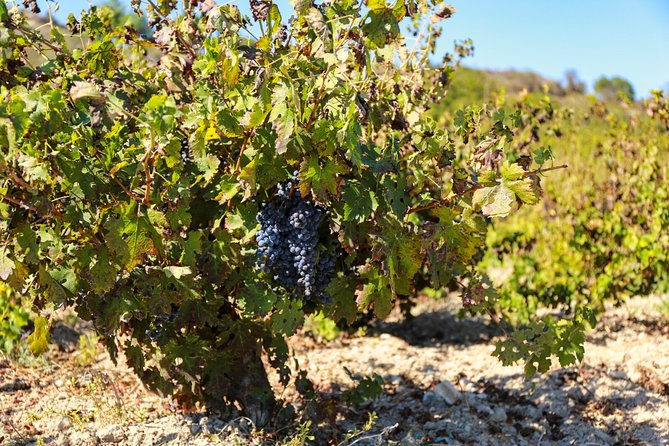 Local Wineries Tour with Wine Testing from Paphos - The pace and why the tasting feels generous